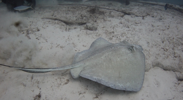Nos podemos encontrar con mantarrayas
