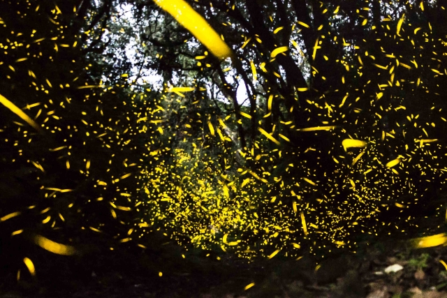 Maravilloso espectaculo
