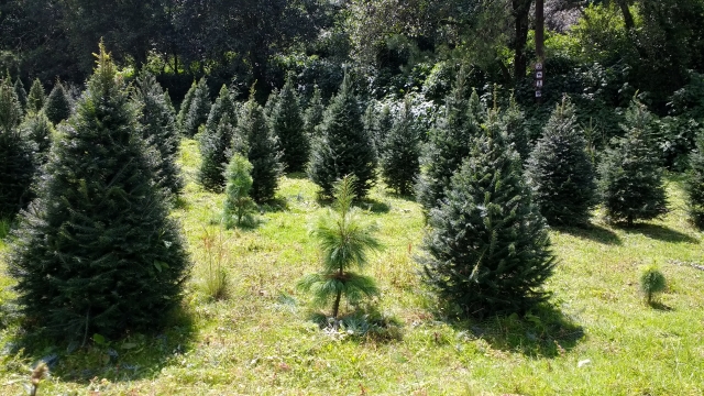 Árbolererererereres de Navidad