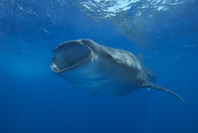 Nado con tiburón Ballena en Punta Sam por 6h