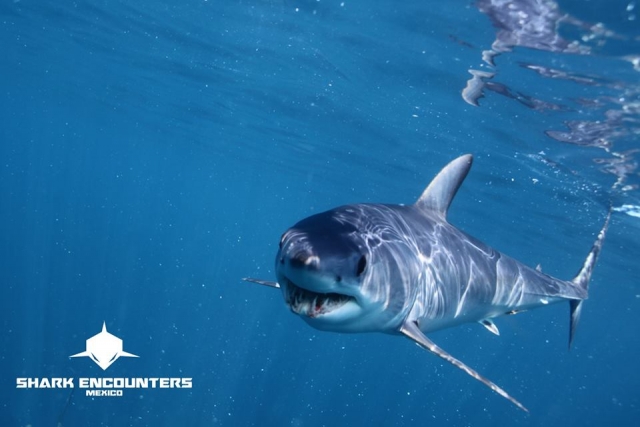 Tiburón Mako