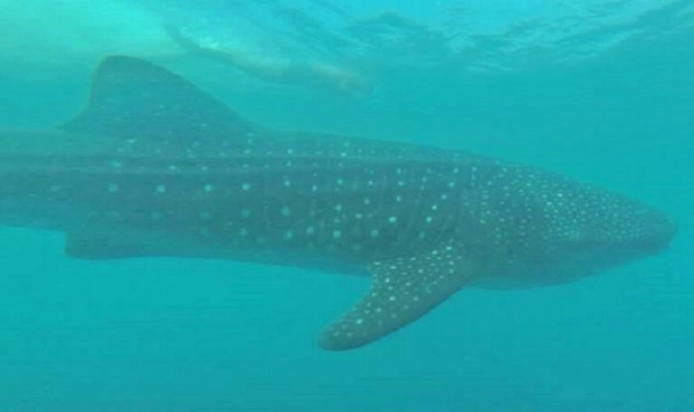 Admira al tiburón ballena