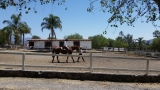 Ruta a caballo principiantes en Querétaro por 1 hr