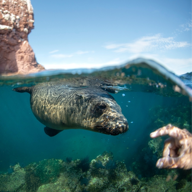 Explorando el mar con leonereres marinos