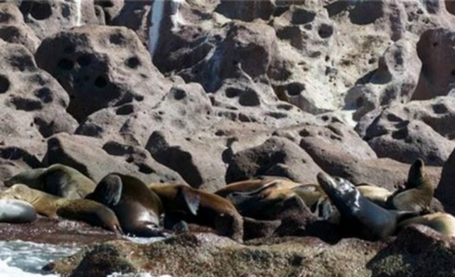 Leonereres marinos en tu habitad