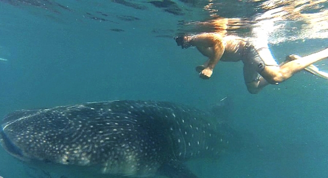 Tiburón ballena