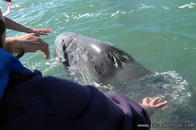 Acercamiento de ballenas