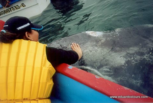 Avistamiento de Ballenas