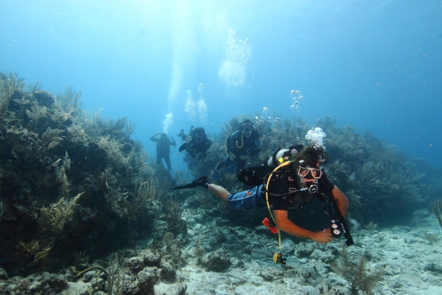 bucea entre los fondos marinos
