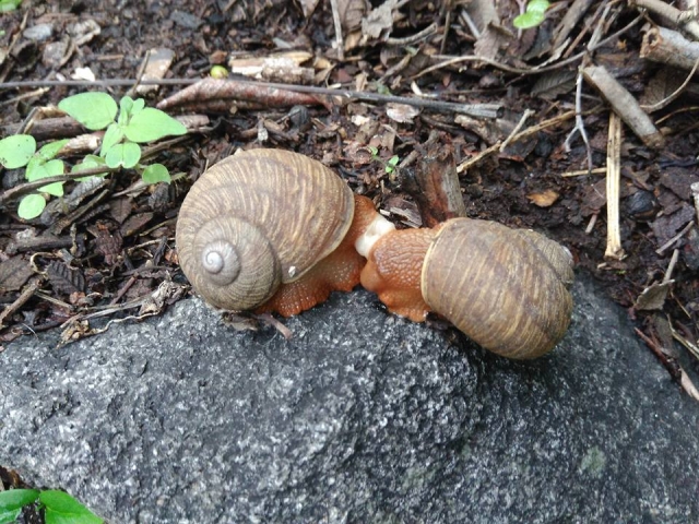 Ven a contemplar los animaleres