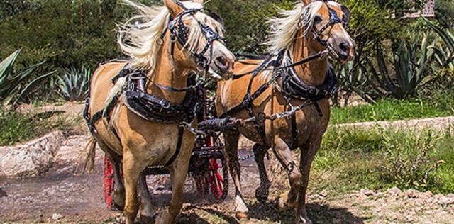 Guiado por los caballos