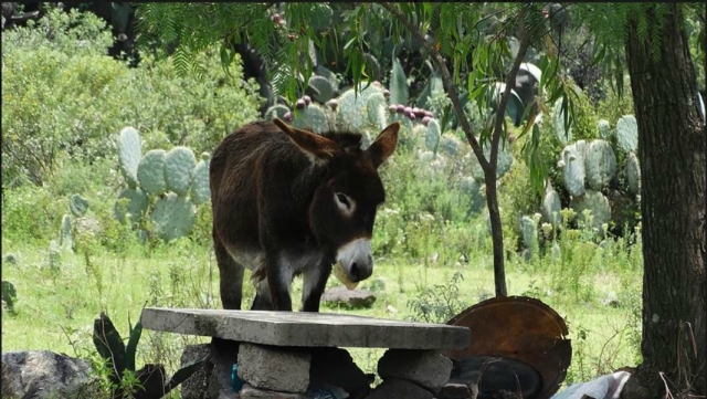 el burro