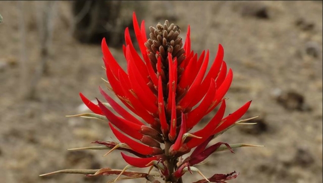 Flora de la zona