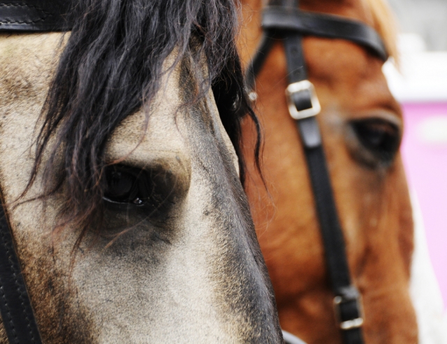 Caballos.jpg