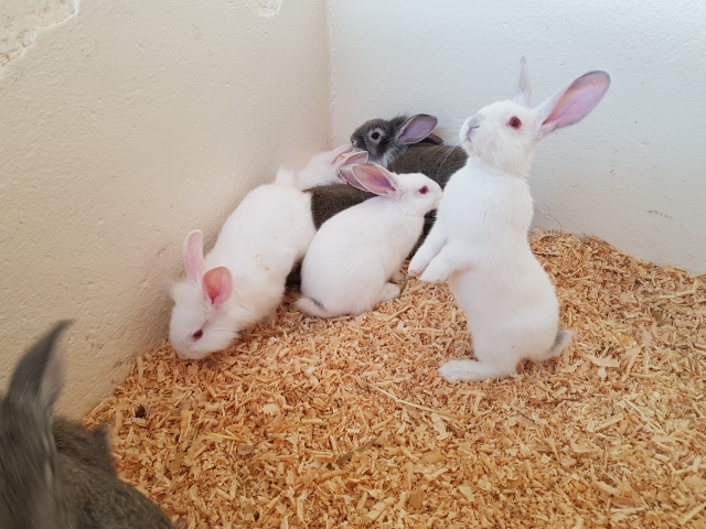 conejitos