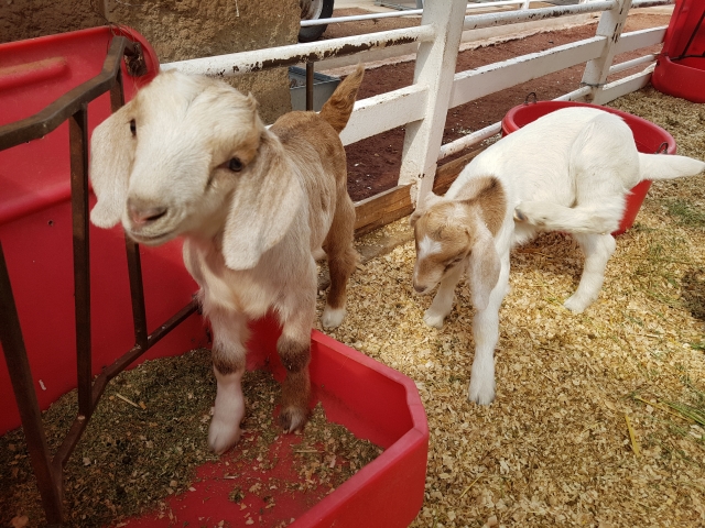 Corral Cabras