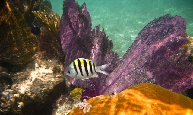 conoce la fauna.