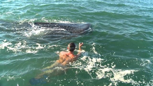 con el tiburon ballena.