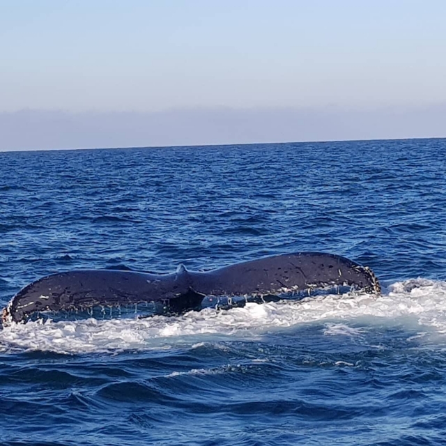 Conociendo las ballenas