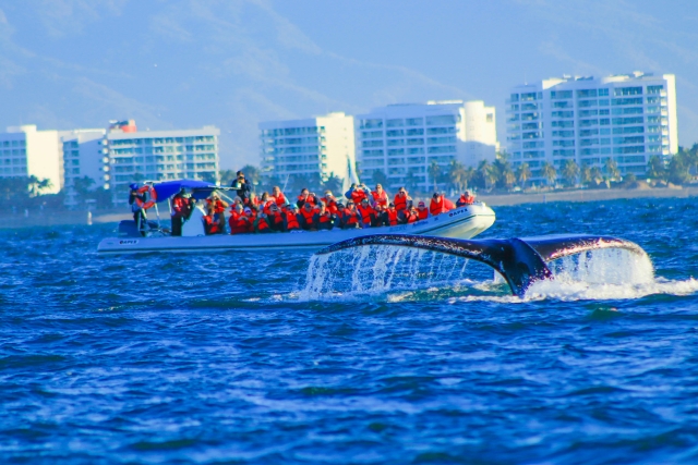 WHALE WATCHING2