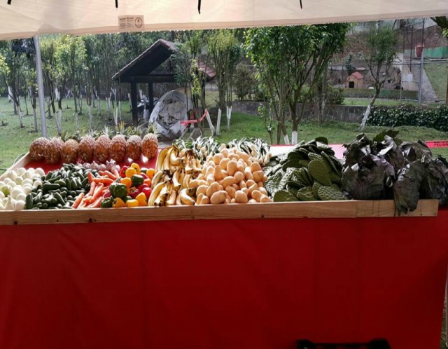mundo ecologico