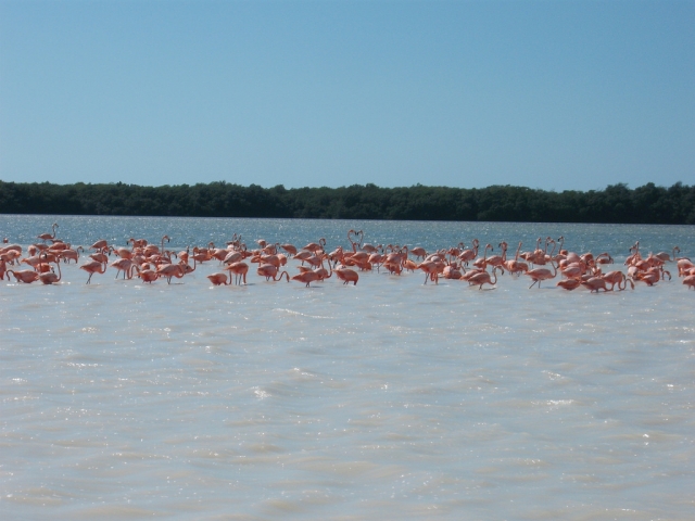 Los Flamingos