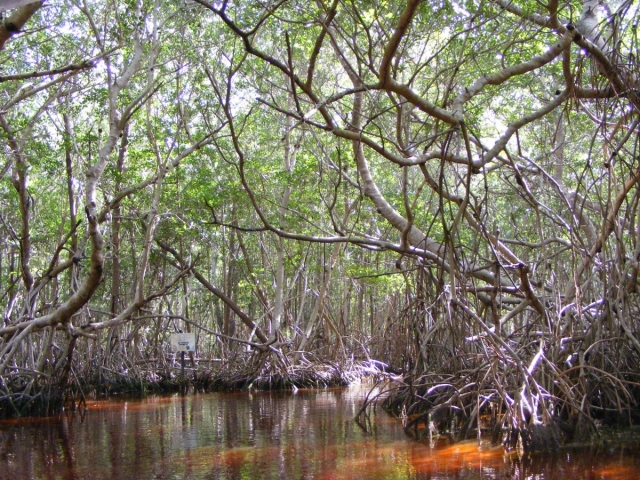 Mangrove, impresionante