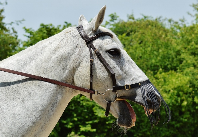 caballo blanco