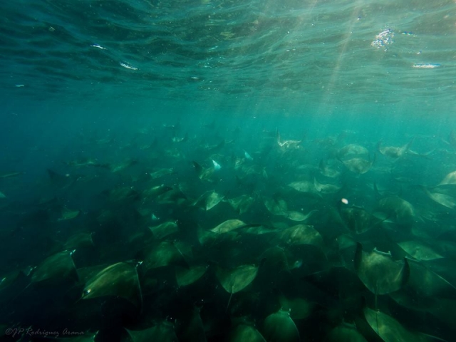 rayas en el mar