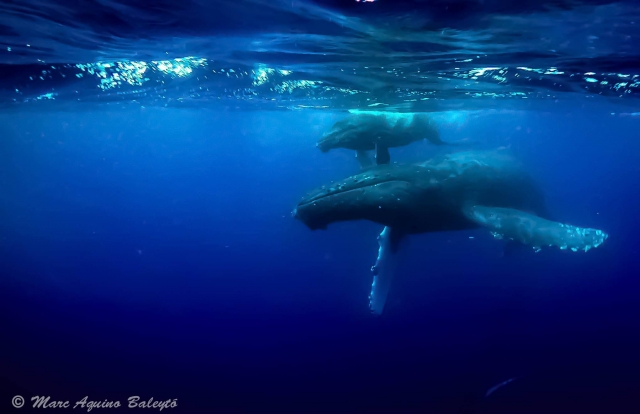 BALLENAS