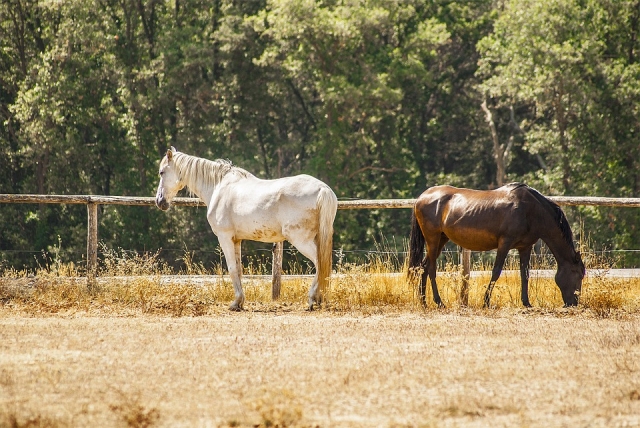 Animales.