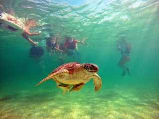 Snorkel con tortugas y cenotes Playa del Carmen 4h