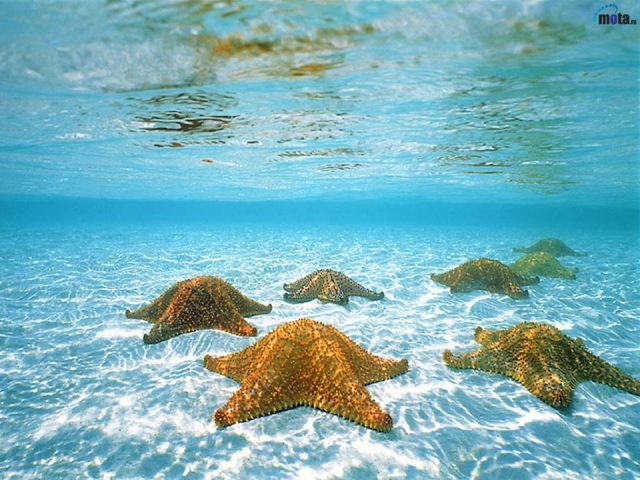 ajo el mar cristalino maya