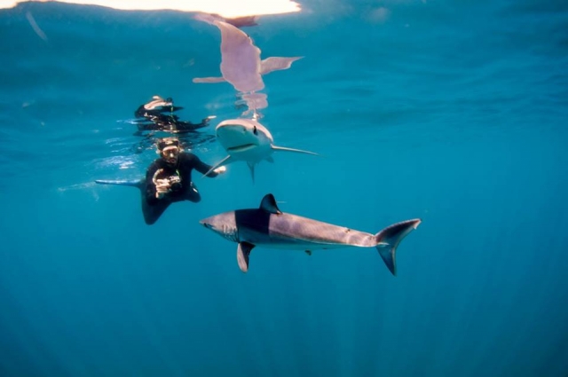 shark en baja