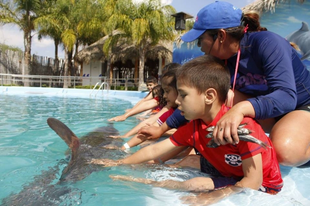 Alimentando al delfin