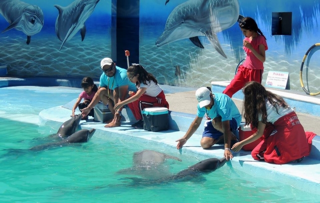 Experiencia con delfines