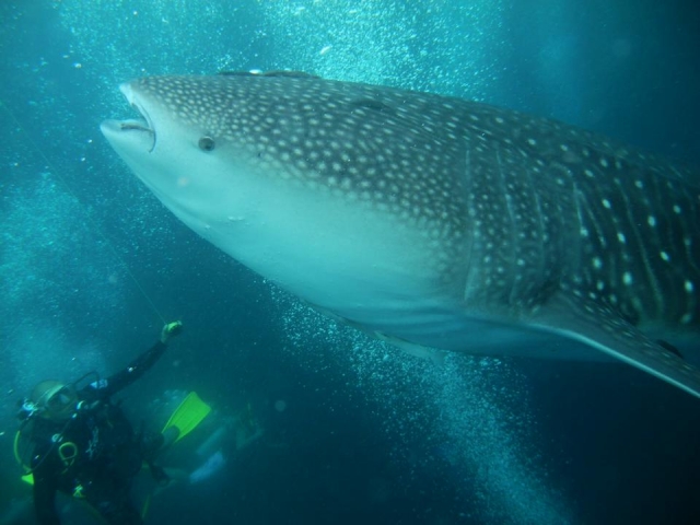 buceo con especiererererereres marinas