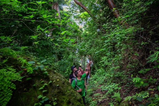 Caminando entre la selva