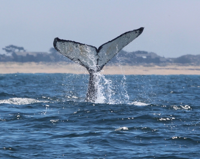 nayarit animalererererereres marinos