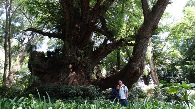 AHUEHUETES MILENARIOS