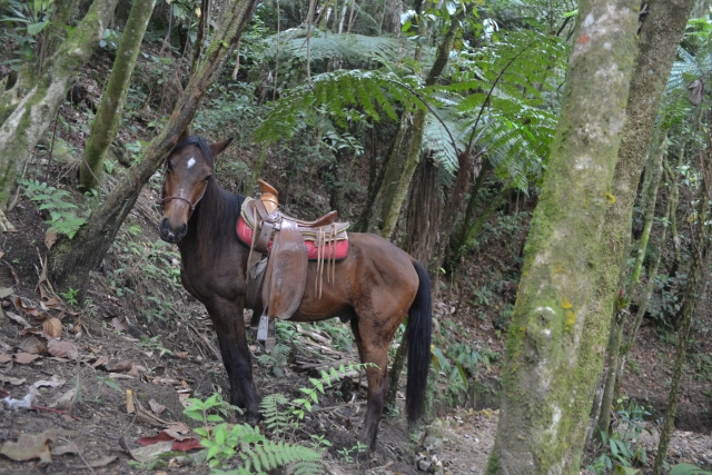 nuestros caballos