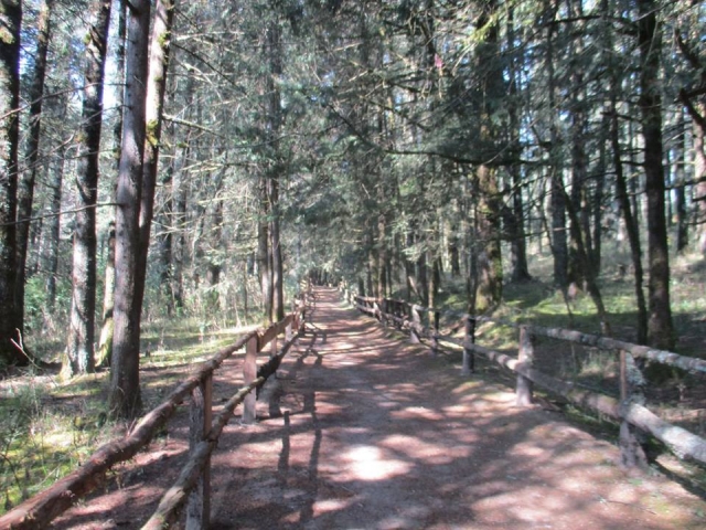 Camino entre bosque