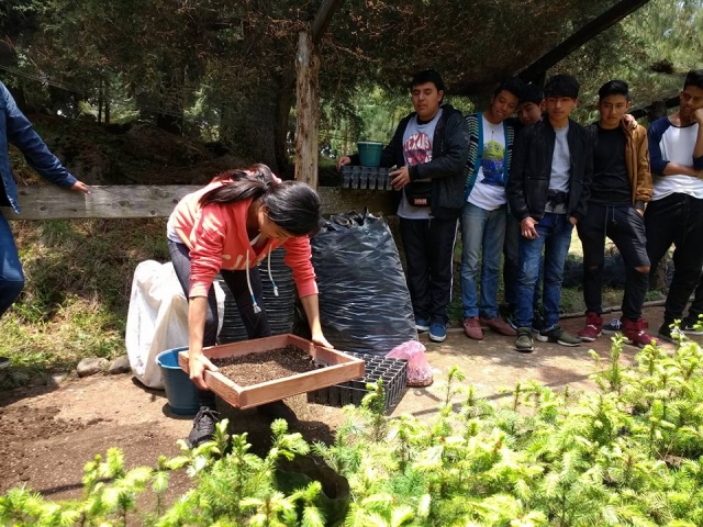 plantando arboleres