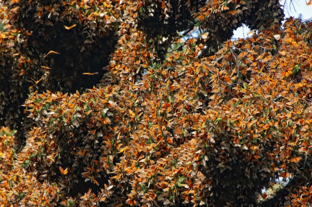 mariposa monarca