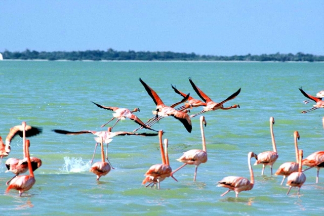 flamingos