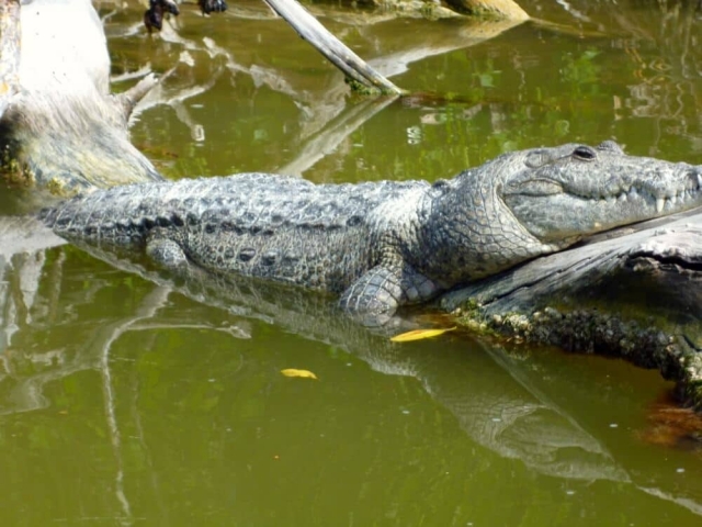 Cocodrilo