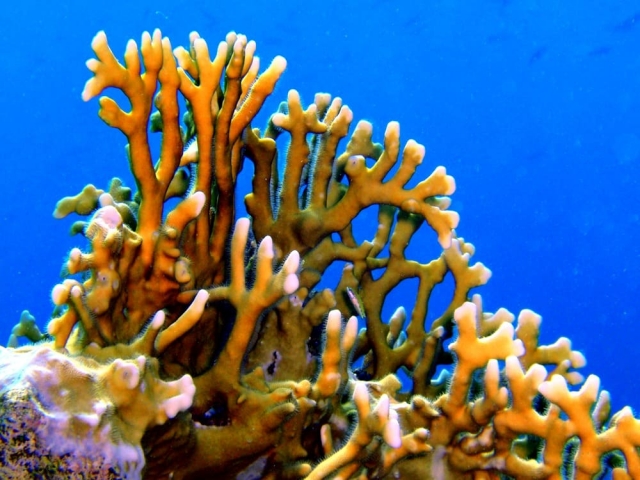 Vista del snorkel