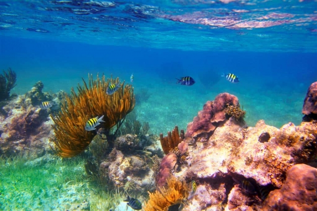 Snorkel