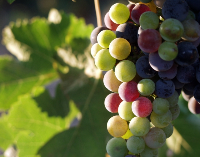 Producción de vino