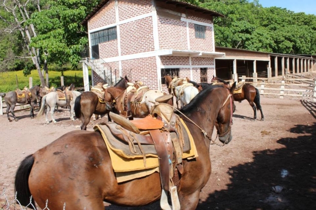 Nuestros caballos